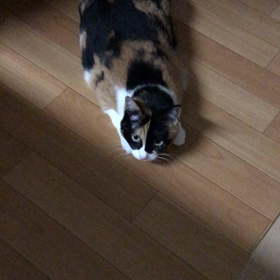 んにゃの画像