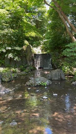 小石川後楽園で花菖蒲が見頃です。～水戸藩江戸屋敷のお庭～の記事動画