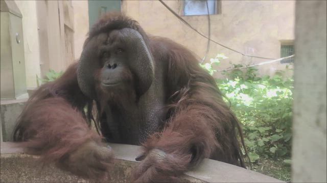 いきなりクライマックスの記事動画