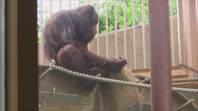 夏至の記事動画
