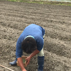 始まりました　青豆ちゃん種まきの画像