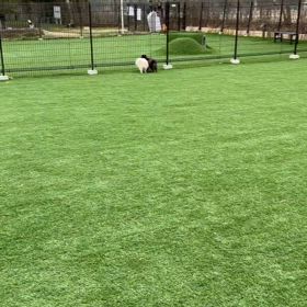 ドッグラン大好きの画像