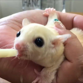 フクロモモンガ。トウフ  の画像