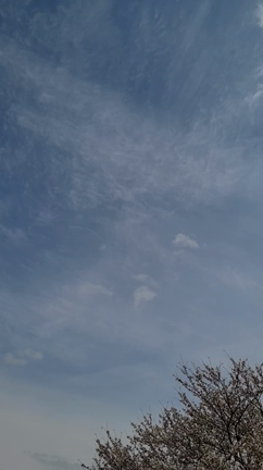 桜が綺麗でした♪の記事動画