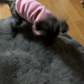 わんこ　初めて のお洋服の画像