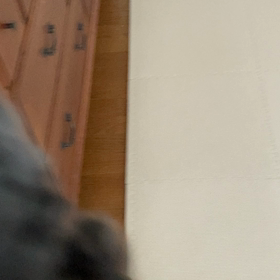 もう一回　連れてってほしいワンコの画像