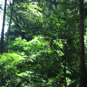 セミの声の画像
