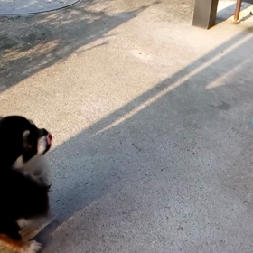 桜ちゃんの画像