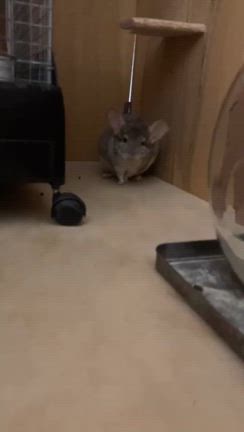 信じるか信じないかは貴方次第の巻の記事動画
