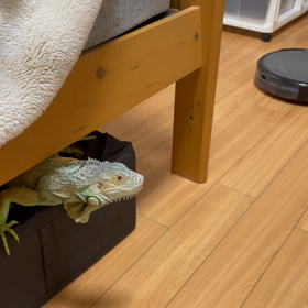 オルフェの宿敵の画像