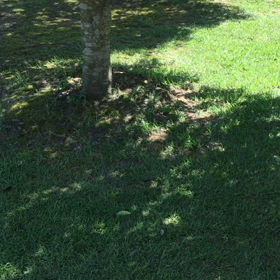 木陰の画像
