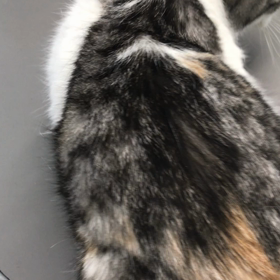 ハルちゃん、静かなこころの画像