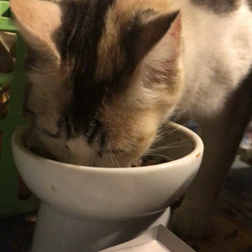 ハルちゃんの食べっぷり！！の画像