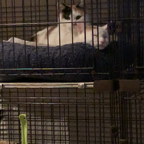 あなた？なんか音がするわよ？の画像