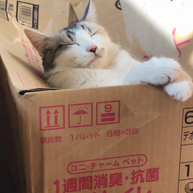 ハルちゃん 昼寝の画像