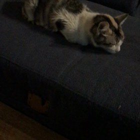 ハルちゃんの画像