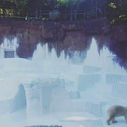 イッチャン(天王寺動物園2015-10-07)の記事動画