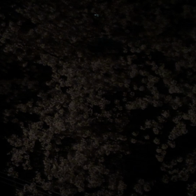 家から 夜桜ですの画像