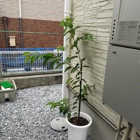 南からの暴風の画像