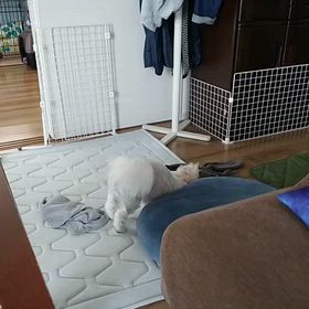 タオルが好きなのは何故？？の画像