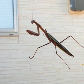 カマキリ好きなあなたにお届けしますの画像