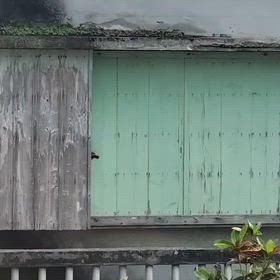 戸袋に巣作りの画像
