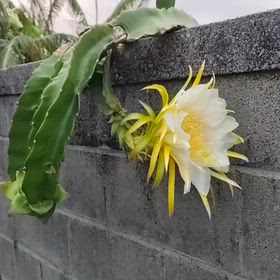 最強ブランパンの画像