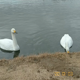 白鳥が来る公 園の画像