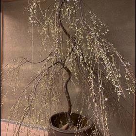 3月2回目　緒方さんの画像