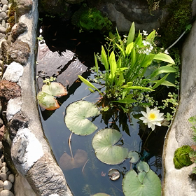三連の池の動画の画像
