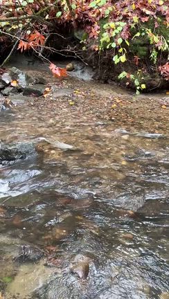 サーモンの遡上を見学。の記事動画