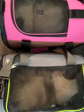 察する猫の記事動画