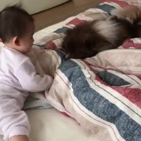 赤子と実家の犬猫の画像