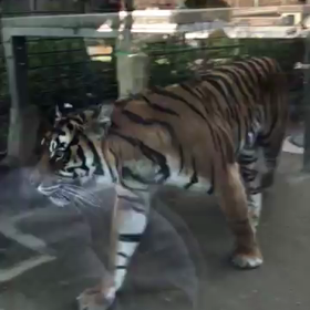 東山動物園まとめの画像