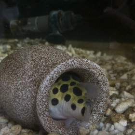 ぶーちゃんまたまた´д` ;の画像