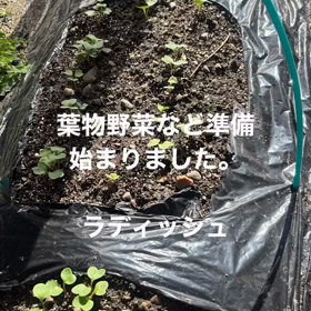 自家栽培野菜　自家菜園の画像