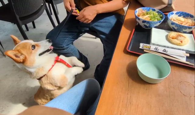 ２日目は初香川県の記事動画