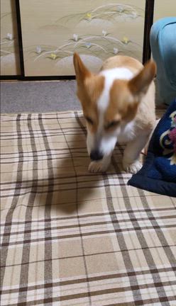 頸椎ヘルニアちゃんですの記事動画