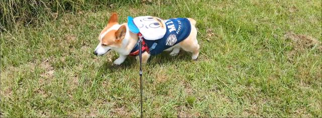 暑い日はリュック背負ってお散歩への記事動画