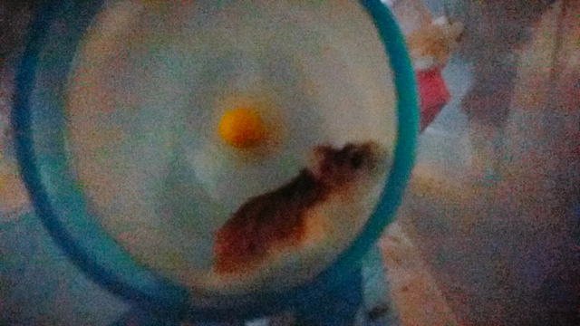 回りすぎ目が回るの記事動画