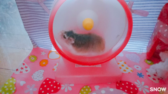 あずきちゃん回し車の記事動画