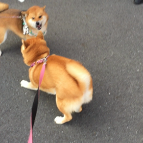 ガウガウの画像