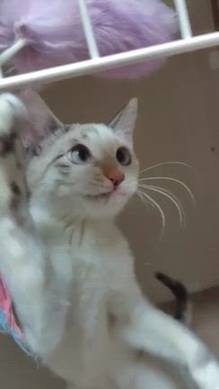譲渡会参加猫❤️の記事動画