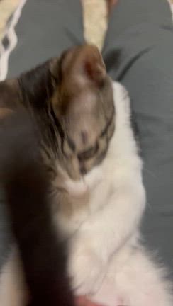 譲渡会参加猫❤️の記事動画