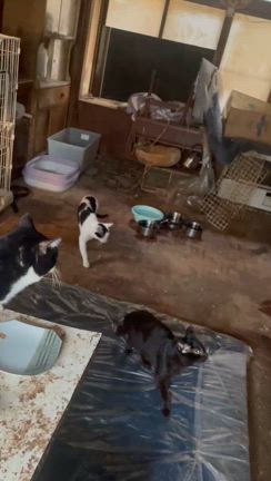 ”小樽多頭飼育崩壊現場２”の記事動画
