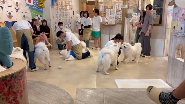 初夏の東京ステイの記事動画