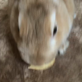 リンゴありがとうございますなのだ～by社長の画像