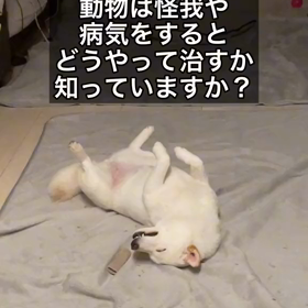 生き物の本能の画像