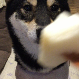 狛さん、梨を食べる(๑´ڡ`๑)の画像