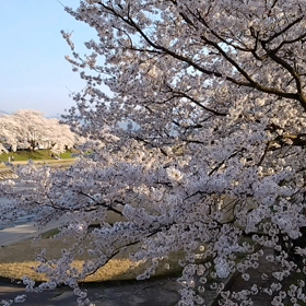 桜の花の画像